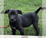 Small #1 Labrador Retriever Mix