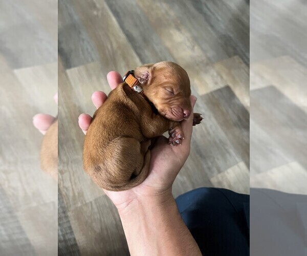 Medium Photo #1 Vizsla Puppy For Sale in HOMESTEAD, FL, USA