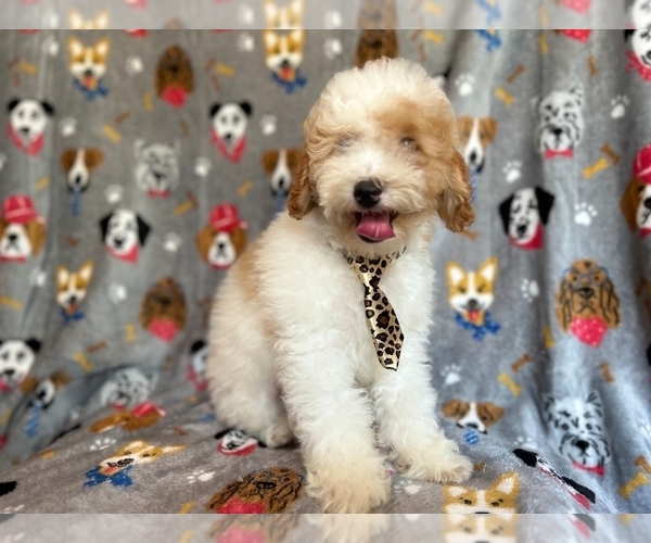 Medium Photo #5 Cockapoo Puppy For Sale in LAKELAND, FL, USA