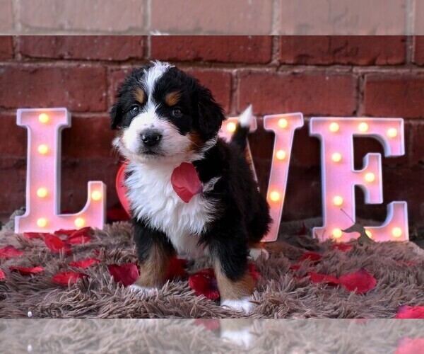 Medium Photo #15 Bernedoodle Puppy For Sale in ELMWOOD, IL, USA