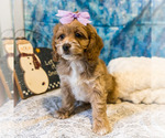 Small #3 Cockapoo
