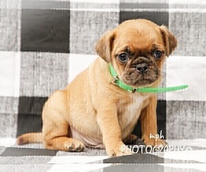Jug-Pug Mix Puppy for sale in LIBERTY, KY, USA