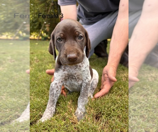 Medium Photo #9 German Shorthaired Pointer Puppy For Sale in VALLEY CENTER, CA, USA