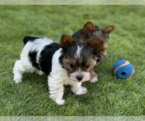 Yorkshire Terrier Puppy for sale in IRVING, TX, USA