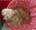 Small #3 Yorkshire Terrier