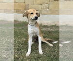 Small #2 Spaniel Mix