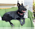 Small #1 German Shepherd Dog