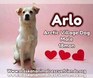 Siberian Husky-Unknown Mix Dogs for adoption in Anchorage, AK, USA