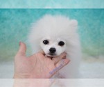 Small Photo #4 Pomeranian Puppy For Sale in LAS VEGAS, NV, USA