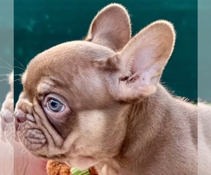 French Bulldog Puppy for sale in SAVANNAH, GA, USA