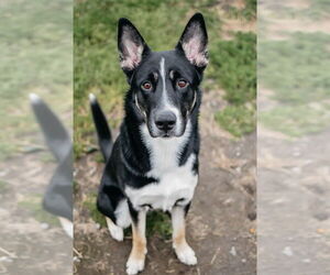 Australian Shepherd-Unknown Mix Dogs for adoption in Longview, WA, USA