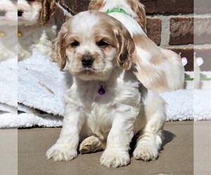 Cocker Spaniel Puppy for sale in EPHRATA, PA, USA