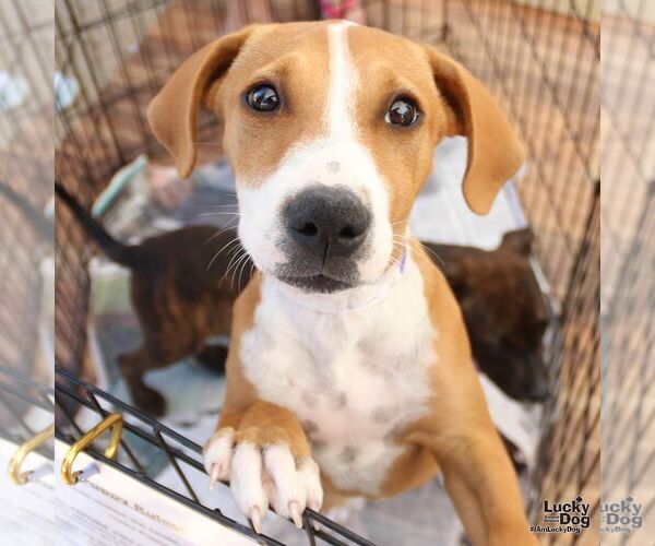 Medium Photo #2 Mutt Puppy For Sale in Washington, DC, USA