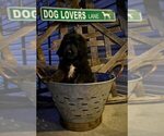 Small Photo #5 Goldendoodle Puppy For Sale in GREENEVILLE, TN, USA