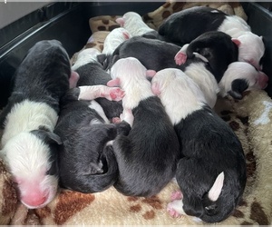 Old English Sheepdog Litter for sale in WAKE FOREST, NC, USA