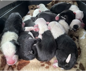 Old English Sheepdog Puppy for Sale in WAKE FOREST, North Carolina USA