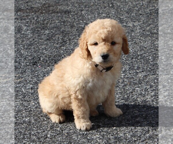 Medium Photo #7 Labradoodle-Poodle (Miniature) Mix Puppy For Sale in GORDONVILLE, PA, USA