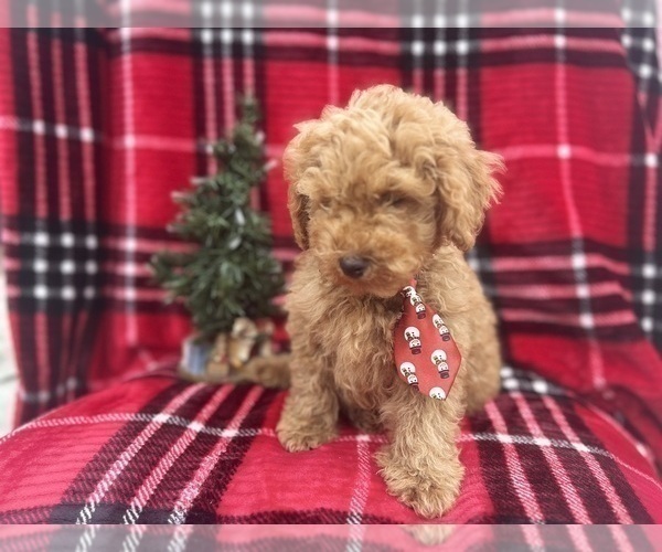 Medium Photo #9 Cock-A-Poo Puppy For Sale in LAKELAND, FL, USA