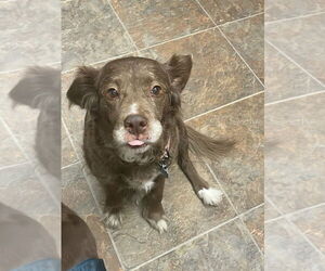 Spanador Dogs for adoption in Springdale, PA, USA