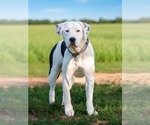 Small #2 Great Dane-Labrador Retriever Mix