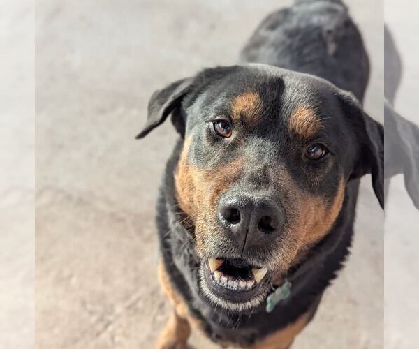 Medium Photo #3 Rottweiler-Unknown Mix Puppy For Sale in Houston, TX, USA