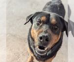 Small #2 Rottweiler Mix