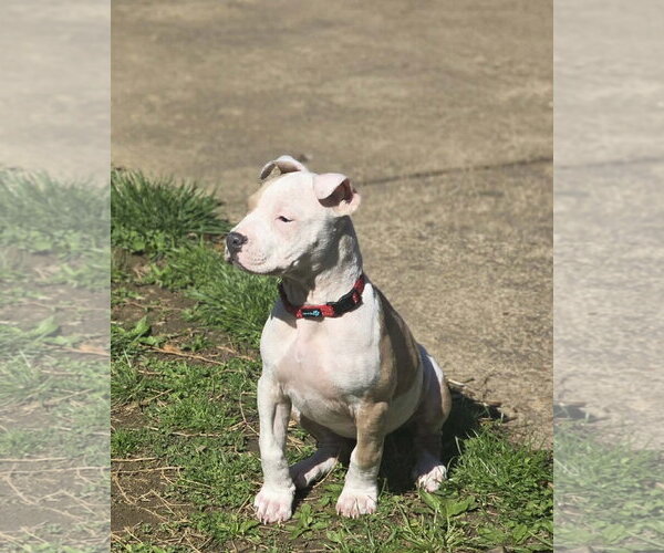 Medium Photo #3 Mutt Puppy For Sale in Spotsylvania, VA, USA