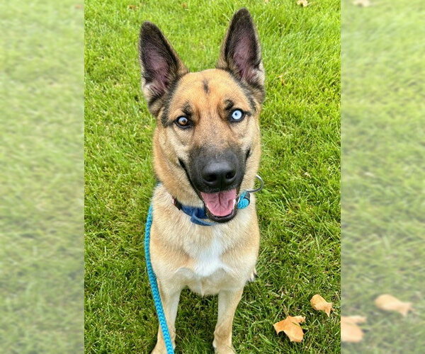 Medium Photo #1 German Shepherd Dog Puppy For Sale in Sacramento, CA, USA