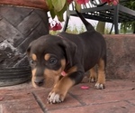 Small Photo #7 Catahoula Leopard Dog Puppy For Sale in GERMANTOWN, IL, USA