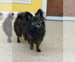 Small #1 Pomeranian