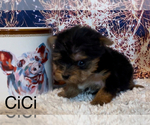 Small #4 Yorkshire Terrier