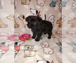 Small #2 Poodle (Toy)