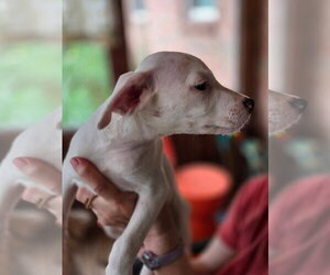 Comida Blanca : Saltine - Female Labbe Dog for Adoption - Photo #3