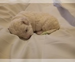Small Photo #36 Bichon Frise Puppy For Sale in ORLANDO, FL, USA