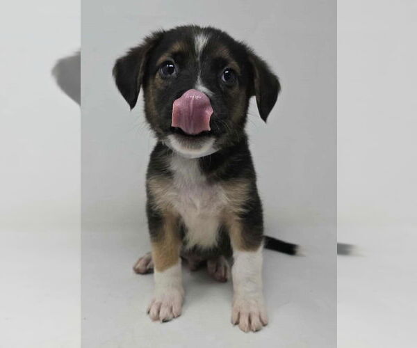 Medium Photo #2 Borador Puppy For Sale in Brewster, NY, USA