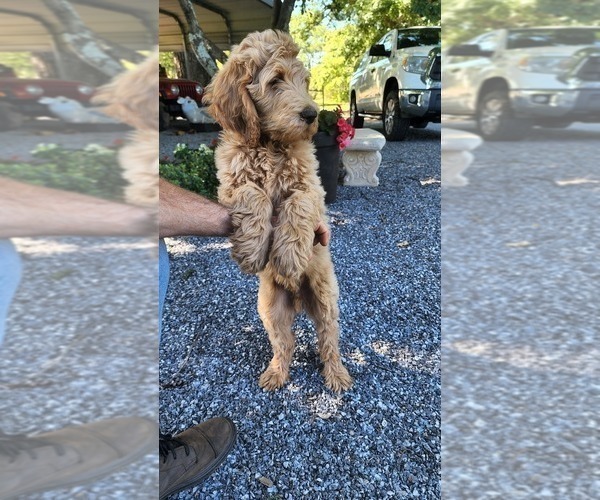 Medium Photo #2 Goldendoodle Puppy For Sale in STATESVILLE, NC, USA
