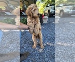 Small Photo #2 Goldendoodle Puppy For Sale in STATESVILLE, NC, USA
