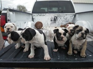 English Bulldog Puppy for sale in PEYTON, CO, USA