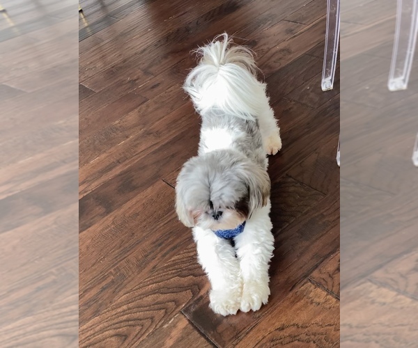 Medium Photo #1 Shih Tzu Puppy For Sale in WHITE PLAINS, MD, USA
