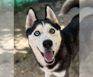 Winter - Female Siberian Husky Dog for Adoption