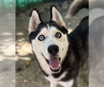 Winter - Female Siberian Husky Dog for Adoption - Small photo
