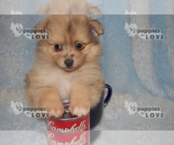 Medium Photo #9 Pomeranian Puppy For Sale in SANGER, TX, USA