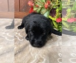 Small #16 Labrador Retriever