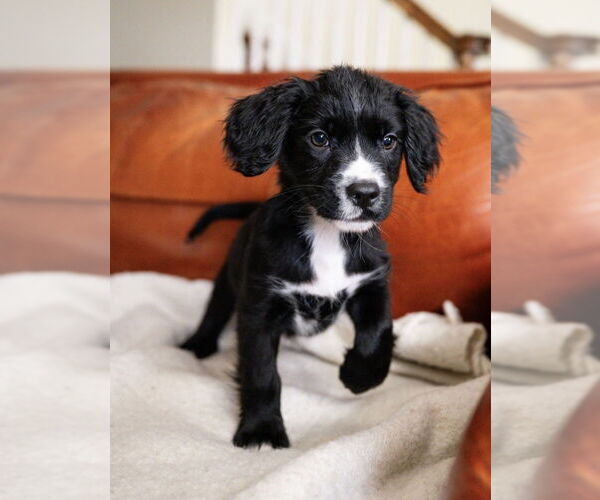 Medium Photo #1 Maltese-Unknown Mix Puppy For Sale in Andover, MN, USA