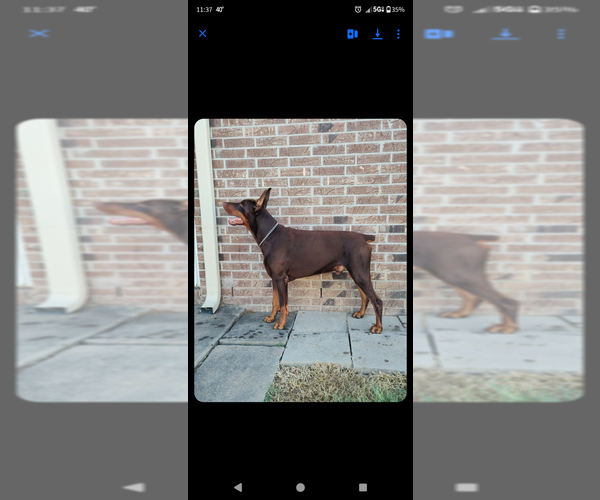 Medium Photo #1 Doberman Pinscher Puppy For Sale in CHICKASHA, OK, USA
