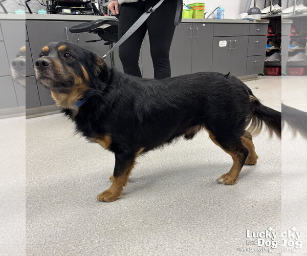 Medium Photo #2 Basset Hound-Unknown Mix Puppy For Sale in Washington, DC, USA