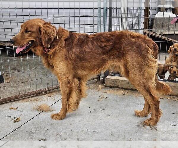Medium Photo #1 Golden Retriever Puppy For Sale in ALBIA, IA, USA