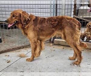 Father of the Golden Retriever puppies born on 05/10/2025