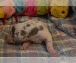 Small Photo #48 Great Dane Puppy For Sale in SPRAGGS, PA, USA