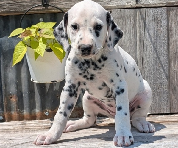 Medium Photo #2 Dalmatian Puppy For Sale in GOSHEN, IN, USA